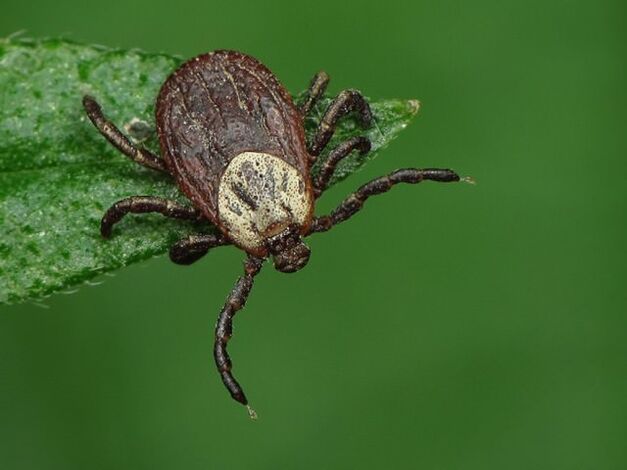 Căpușa este un ectoparazit, purtător de encefalită