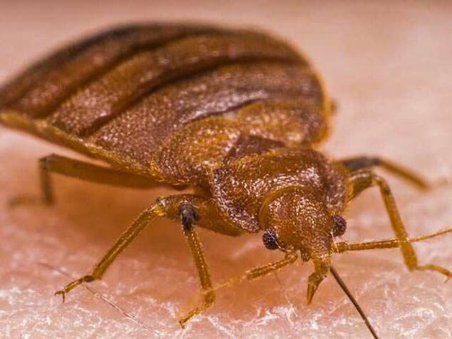 Un bug la microscop - un ectoparazit care suge sânge